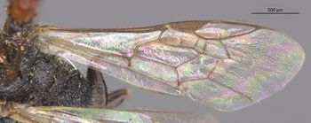 Media type: image;   Entomology 30460 Aspect: Wing front